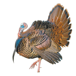 Osceola (Florida Wild Turkey)