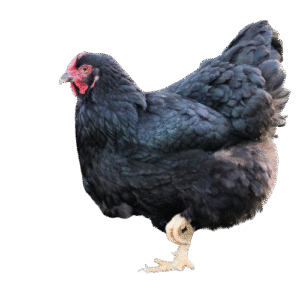 Black Wyandotte
