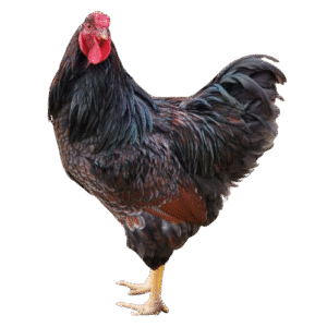 Blue Laced Red Wyandotte
