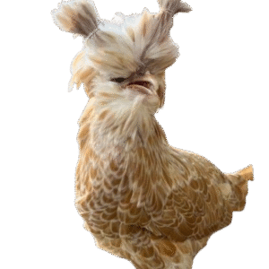 Buff laced polish chicken