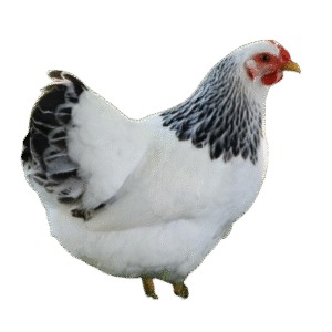 Columbian Wyandotte