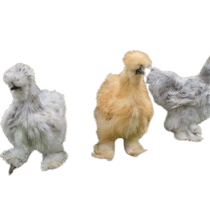 Silkie