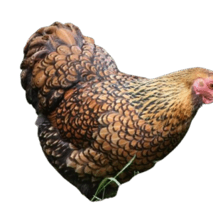 Gold Laced Wyandotte