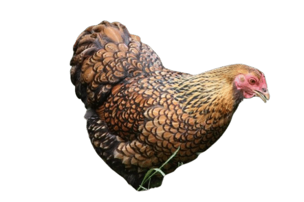 Gold Laced Wyandotte