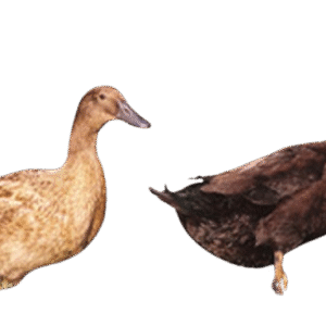 Golden 300 Hybrid duck