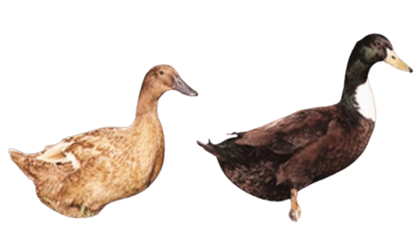 Golden 300 Hybrid duck
