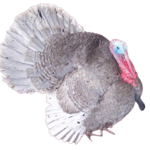 Slate (Blue Slate) turkey