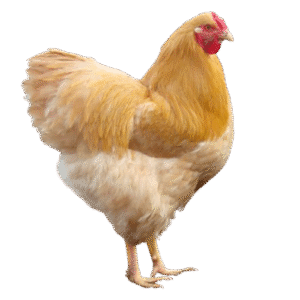 Buff Wyandotte