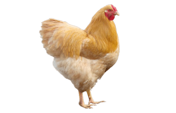 Buff Wyandotte