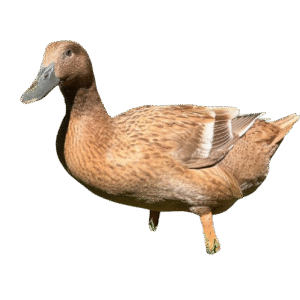 Khaki Campbell