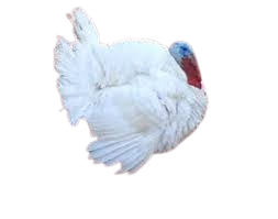 White Holland turkey