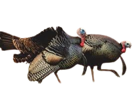 Eastern Wild Turkey