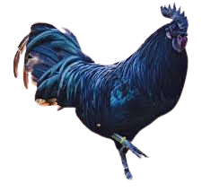 kadaknath chicken