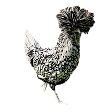 Silver laced Polish chicken