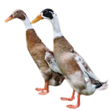 Indian Runner duck