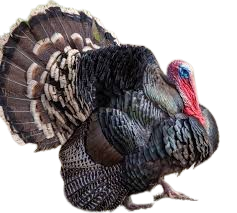 Standard Bronze turkey