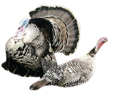 Narragansett turkey