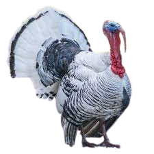 royal palm turkey