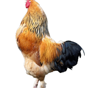 Buff Brahma