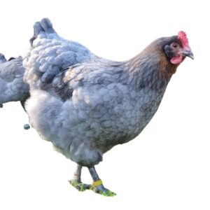 Blue Copper Marans