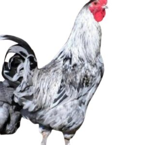 Splash Copper Marans