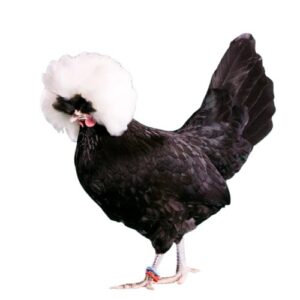 White Crested Black