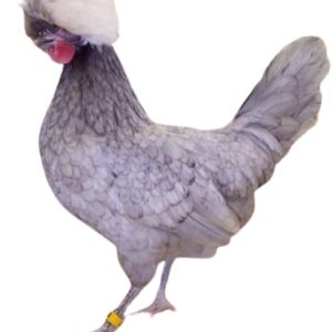White Crested Blue