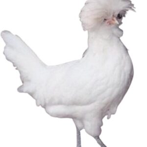 White polish chicken