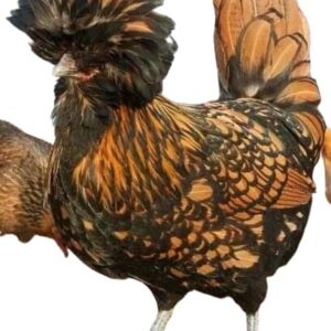 Golden Laced polish chicken