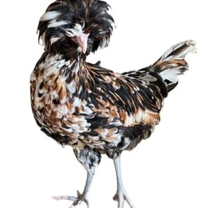 Tolbunt polish chicken