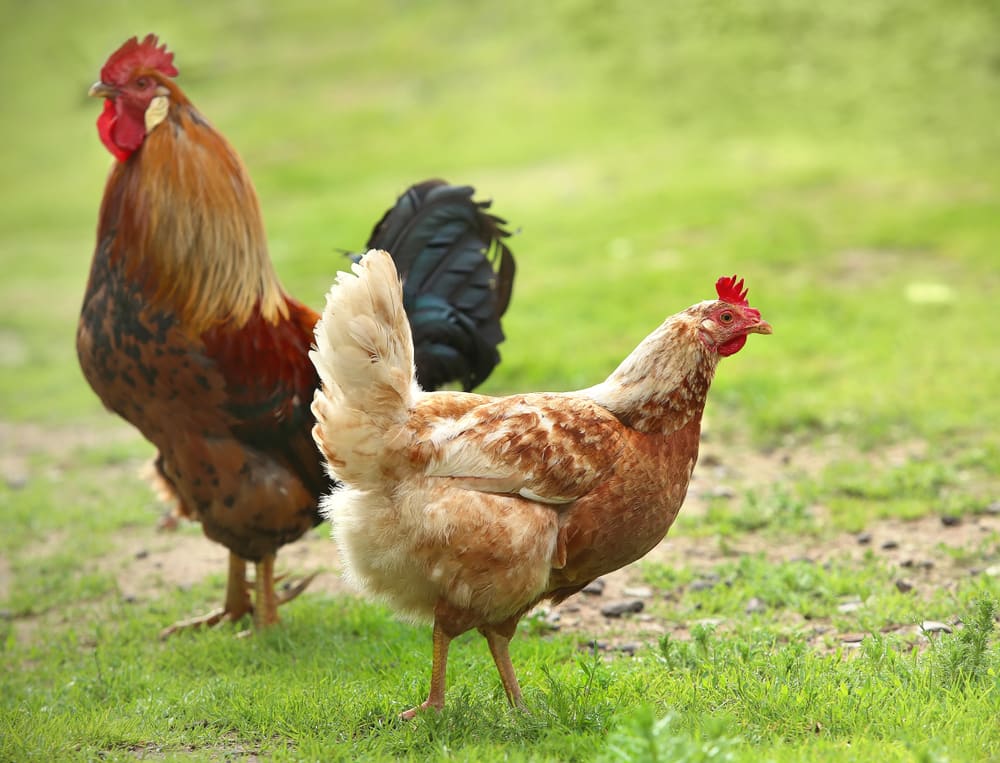 rooster_and_chicken