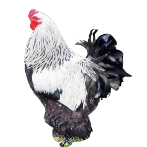 Dark Brahma